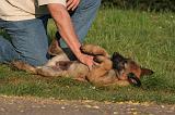 MALINOIS 036